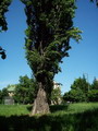 Populus nigra